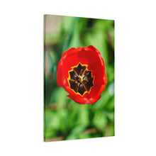 Load image into Gallery viewer, Red Tulip Close-Up Matte Canvas Print — Stretched Wall Art