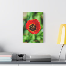 Load image into Gallery viewer, Red Tulip Close-Up Matte Canvas Print — Stretched Wall Art