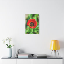 Load image into Gallery viewer, Red Tulip Close-Up Matte Canvas Print — Stretched Wall Art