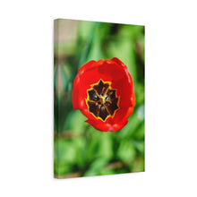 Load image into Gallery viewer, Red Tulip Close-Up Matte Canvas Print — Stretched Wall Art