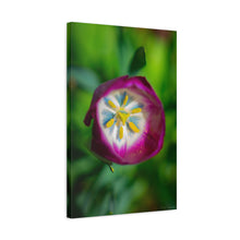 Load image into Gallery viewer, Pink Tulip Close-Up Matte Canvas Print — Stretched Floral Wall Art