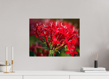 Load image into Gallery viewer, 20 x 15″, Glossy Canvas On Stretcher Frame I'm Blushing
