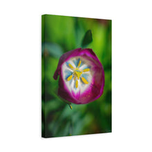 Load image into Gallery viewer, Pink Tulip Close-Up Matte Canvas Print — Stretched Floral Wall Art
