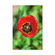 Load image into Gallery viewer, Red Tulip Close-Up Matte Canvas Print — Stretched Wall Art

