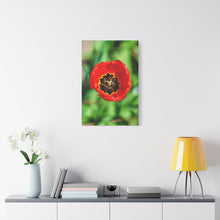 Load image into Gallery viewer, Red Tulip Close-Up Matte Canvas Print — Stretched Wall Art
