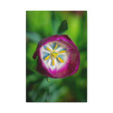 Load image into Gallery viewer, Pink Tulip Close-Up Matte Canvas Print — Stretched Floral Wall Art
