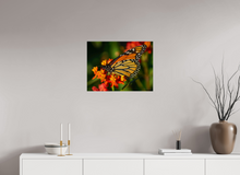 Load image into Gallery viewer, 24 x 18″, Photo Print On Fuji Crystal DP II Butterfly
