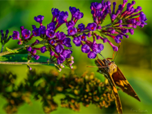 Load image into Gallery viewer, Main image Nature's Snack
