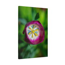 Load image into Gallery viewer, Pink Tulip Close-Up Matte Canvas Print — Stretched Floral Wall Art
