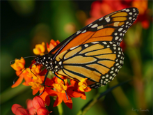 Load image into Gallery viewer, Main image Butterfly
