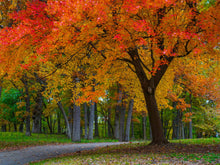 Load image into Gallery viewer, Bever Rainbow (horz)
