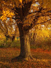 Load image into Gallery viewer, Naptime A
