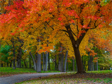 Load image into Gallery viewer, Main image Bever Rainbow(alpha)
