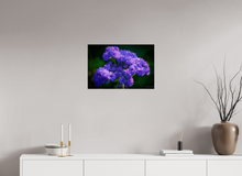 Load image into Gallery viewer, 24 x 16″, Photo Print On Fuji Crystal DP II Purp Alpha
