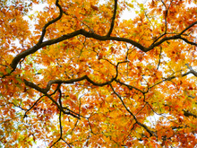 Load image into Gallery viewer, Main image NO TITLE
