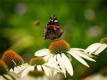 Load image into Gallery viewer, Main image Dibs!
