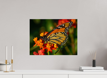 Load image into Gallery viewer, 20 x 15″, Photo Print On Fuji Crystal DP II Butterfly
