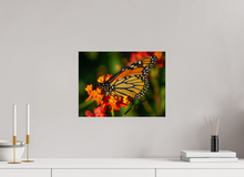 Load image into Gallery viewer, 16 x 12″, Photo Print On Fuji Crystal DP II Butterfly
