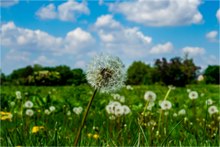 Load image into Gallery viewer, Main image Spring In The Park
