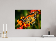 Load image into Gallery viewer, 20 x 15″, Glossy Canvas On Stretcher Frame Butterfly
