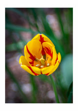 Load image into Gallery viewer, GREETING CARDS SAMPLER
